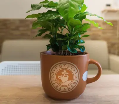 Planimetria di Il tempo di un Caffè