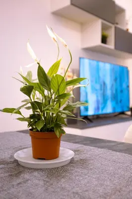 TV o dispositivi per l'intrattenimento presso Song House Apartment centro storico 7 pax