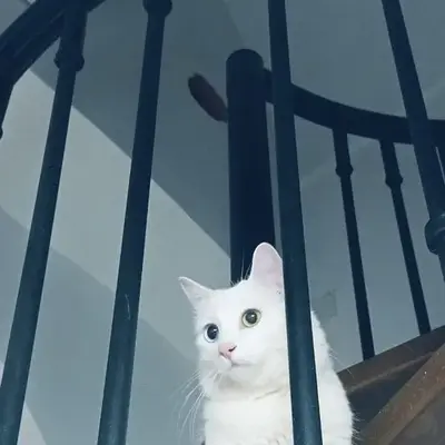 The white cat