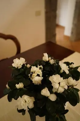 Letto o letti in una camera di Finestra sul cortile