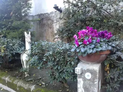 Giardino di Domus Aurea