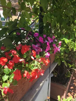 Giardino di B&B La Terrazza Napoli