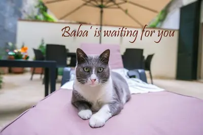 Ospiti di B&B al Centro Storico con animali domestici