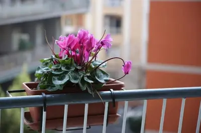 Balcone o terrazza di La Collina di Parthenope Vomero