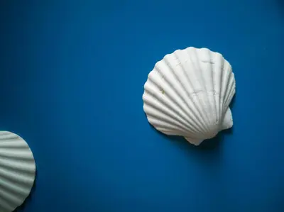 Planimetria di 5 sirene