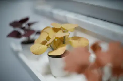 Planimetria di Casa Mya - Studio Flat