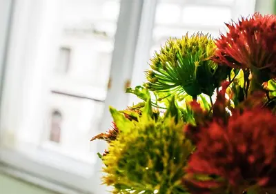 Giardino di Domus Sibyllina, Galleria Umberto I