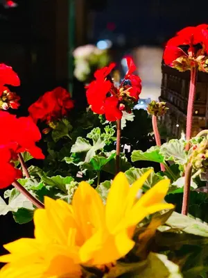 Giardino di Nacu 90