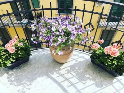 Balcone o terrazza di Domus Luca - Central Rooms in the Heart of Naples