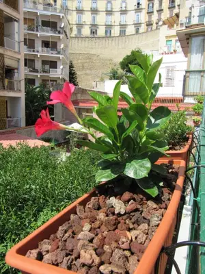 Giardino di Viola's Home