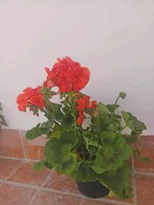 Planimetria di La terrazza delle fate