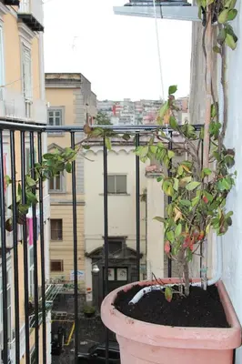 Balcone o terrazza di Tiny Daisy House